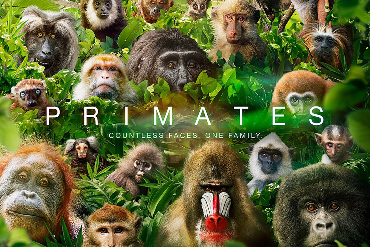 Primates Ε1