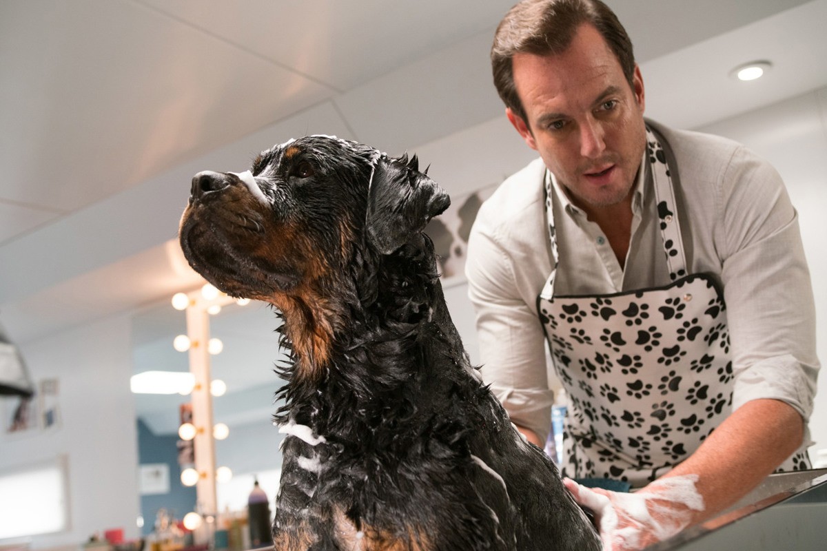 Show Dogs