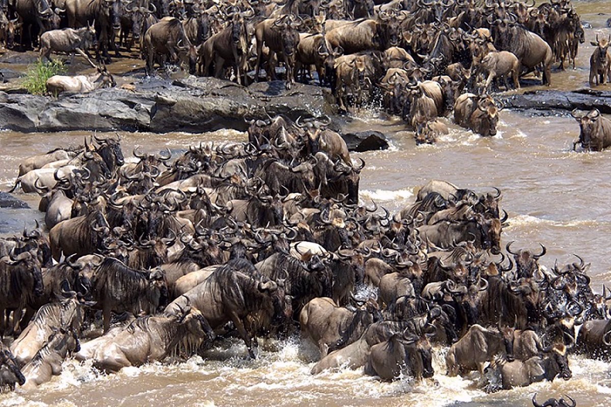 Serengeti Ε1