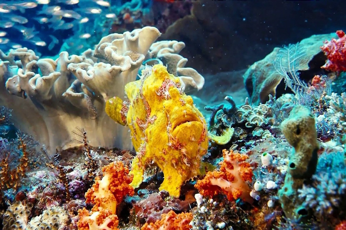 Under the Sea